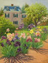 The Iris Garden