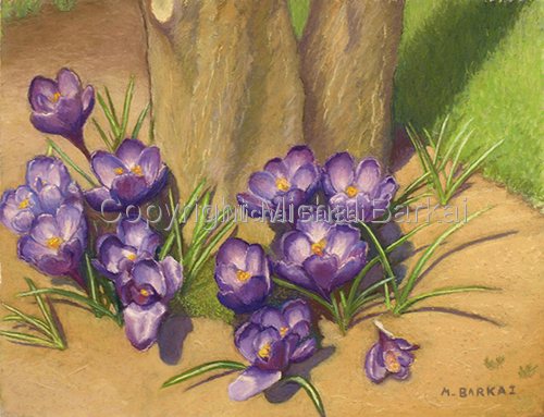 Crocus
