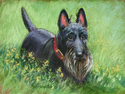 Marianna McDonald - Animals Drawing Marianna McDonald, pastel drawing, pet portrait, animal drawing, dog, Scottish Terrier - Animals Drawing