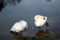 Two%20Swans (thumbnail)