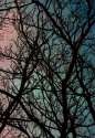 Branches (thumbnail)