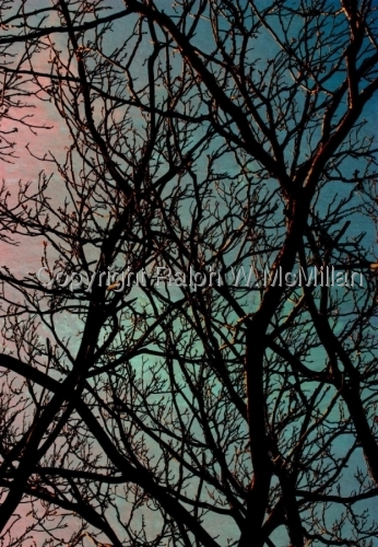Branches (large view)