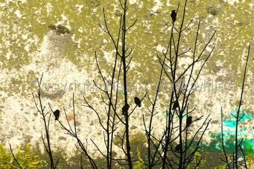 Animals