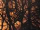 Painting--Watercolor-LandscapeBranches