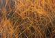 Painting--Oil-LandscapeAutumn Grass