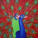 Maureen Doallas - Animals Painting painting, acrylic, peacock, animal, - Animals Painting