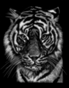 Panthera tigris II