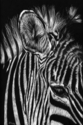 Plains Zebra