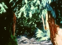 Landscape%2C%20Nuit%20St.%20George%2C%20France%20%28Cat.%20No.%20226%29 (thumbnail)