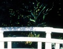Bridge%20near%20Meiji%20Jinku%2C%20Tokyo%20%28Cat.%20No.%20237%29 (thumbnail)