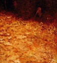 In%20the%20Woods%2C%20Pennsylvania%2C%20%231%20%28Cat.%20No.%20301%29 (thumbnail)