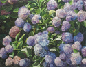 Meg Black - Hydrangeas