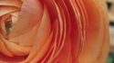 Melani Morgan - Peachy Petals