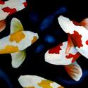 Blinded%20Koi (thumbnail)