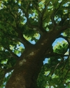 Sky%20Through%20Trees (thumbnail)
