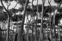 Umbrella%20Pines%20%232 (thumbnail)