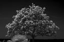 Tree%20And%20Palm (thumbnail)