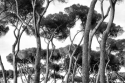 Umbrella%20Pines%2C%20Rome (thumbnail)