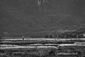A%20Walk%20In%20The%20Rain%2C%20Rural%20China (thumbnail)