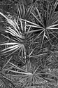 Florida%20Palms (thumbnail)