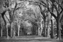 Avenue%20Of%20The%20Elms%2C%20Central%20Park (thumbnail)