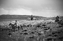 Cattle%20Drive%2C%20Wyoming (thumbnail)