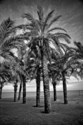 Mediterranean%20Palms (thumbnail)