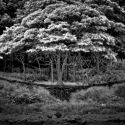 Roots (thumbnail)