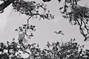 Window%20Through%20A%20Tree (thumbnail)