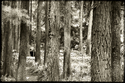 Forest%20Work%2C%20Botanical%20Garden (thumbnail)