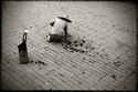 Pulling%20Weeks%2C%20Forbidden%20City (thumbnail)
