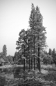 Lilly%20Pads%20And%20Pines (thumbnail)