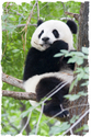 Young%20Giant%20Panda%2C%20Beijing%20Zoo (thumbnail)