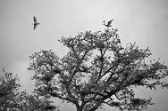 Dancing%20on%20a%20Treetop (thumbnail)