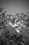 Branch%20for%20the%20Nest (thumbnail)