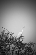 Love%20Birds (thumbnail)