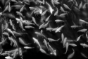 Koi (thumbnail)