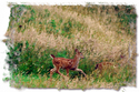 Blacktail%20Fawns (thumbnail)
