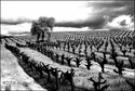 Sonoma%20Valley (thumbnail)