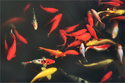 Old%20Town%20Koi (thumbnail)