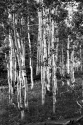 Aspens%20Convene (thumbnail)