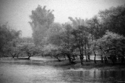 Island%20Trees (thumbnail)