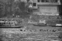 Fishermen%27s%20Cormorants (thumbnail)