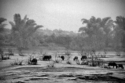 Water%20Buffalo (thumbnail)