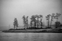Dancing%20Trees (thumbnail)