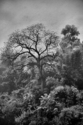 Above%20the%20River (thumbnail)