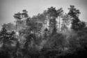 Foggy%20Hillside (thumbnail)