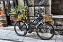 Bike%20With%20Flowers (thumbnail)