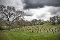 Vineyard%20%231 (thumbnail)