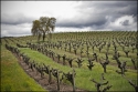 Vineyard%20%232 (thumbnail)